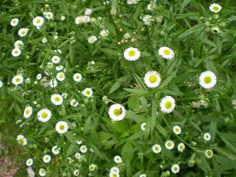 Fleabane