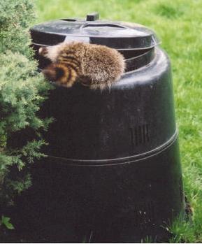 Raccoon