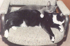 Cats 1