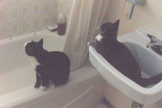 Cats 2